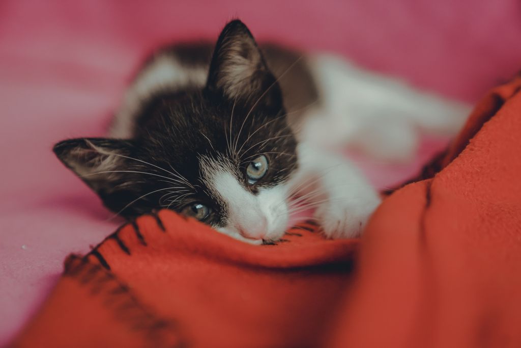10 interesujących faktów o kotach